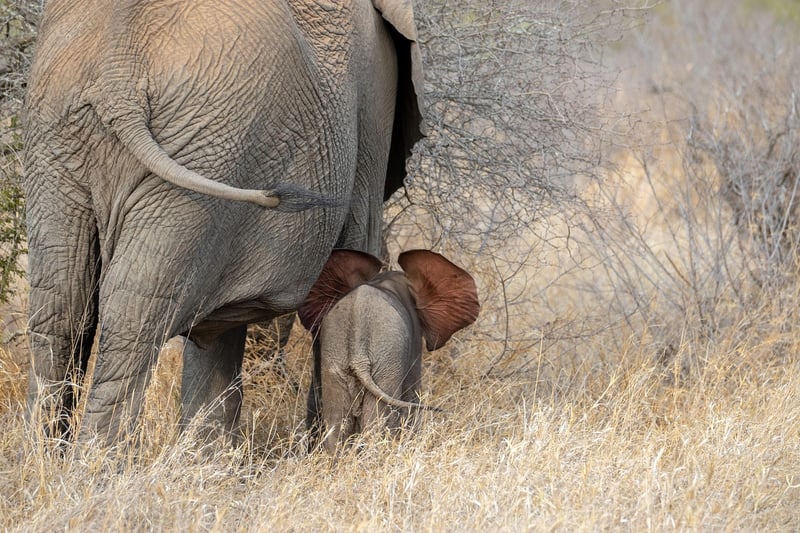 Elephants in the wild