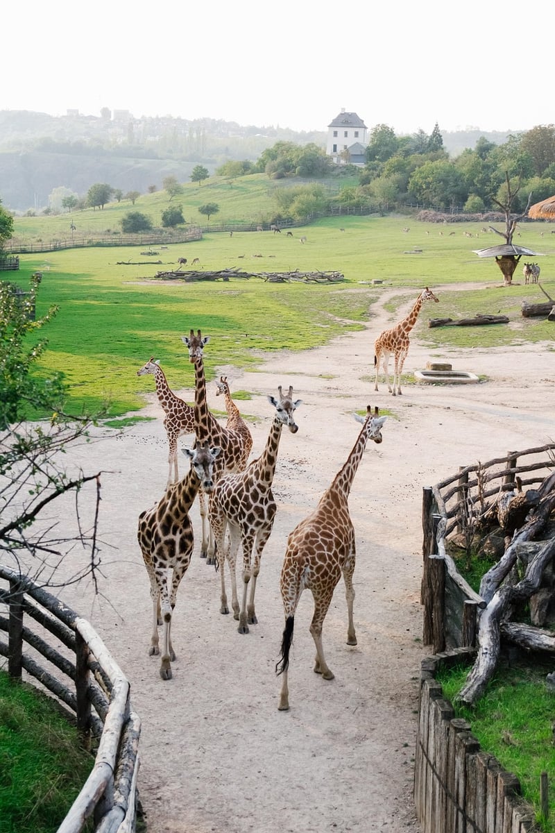 Giraffe in the wild